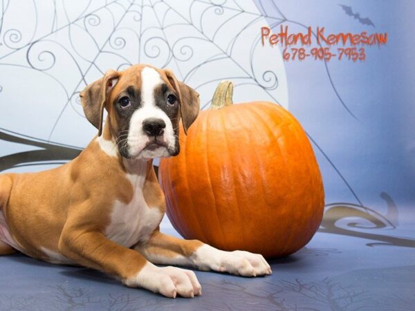 Boxer-DOG-Male-fn & wh-21092-Petland Mall of Georgia