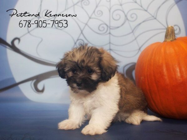 Mal Shih-DOG-Male-Brown White-21160-Petland Mall of Georgia