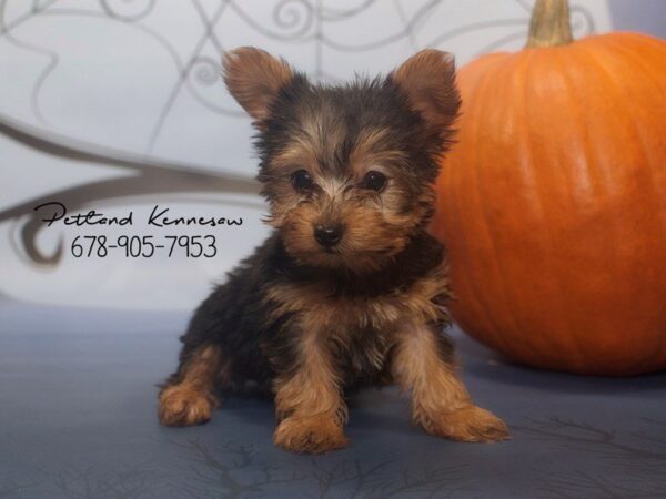 Yorkshire Terrier DOG Female Blk-Tan 21157 Petland Mall of Georgia