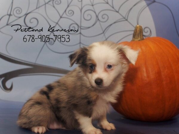 Mini  Aussie-DOG-Male-Blue Merle-21154-Petland Mall of Georgia