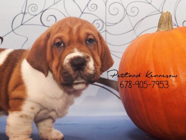 Walrus DOG Female Fawn White 21151 Petland Mall of Georgia