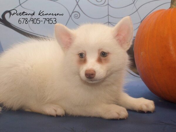 Pomsky-DOG-Male-White-21149-Petland Mall of Georgia