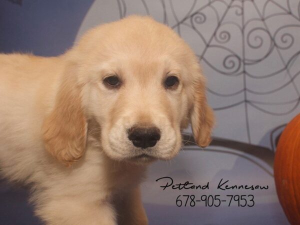 Golden Retriever DOG Male Cream 21143 Petland Mall of Georgia