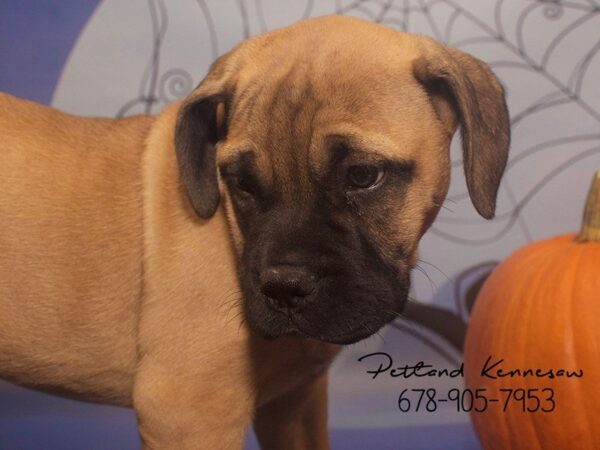 Bull Mastiff DOG Female rd fn 21141 Petland Mall of Georgia