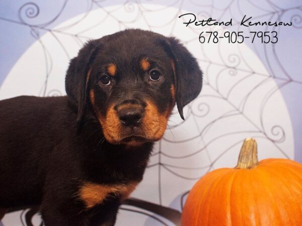 Rottweiler-DOG-Female-BLK & MHGY-21136-Petland Mall of Georgia