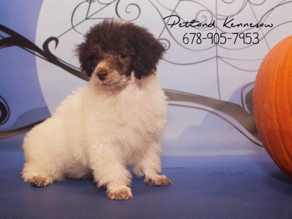 Poodle-DOG-Female-BR-21129-Petland Mall of Georgia