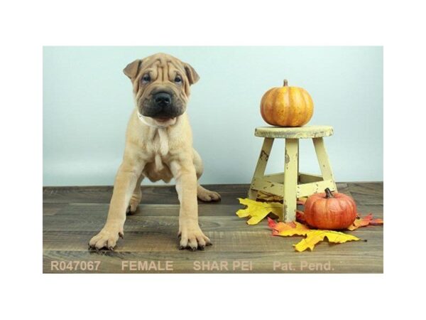 Shar Pei-DOG-Female-FN-21169-Petland Mall of Georgia