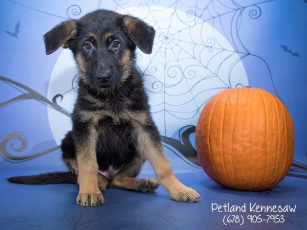 German Shepherd Dog DOG Male Black / Tan 21208 Petland Mall of Georgia