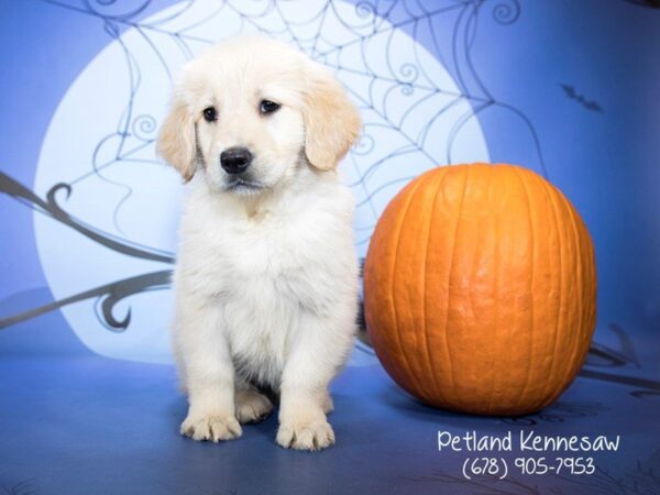 Golden Retriever DOG Female GOLDEN 21200 Petland Mall of Georgia