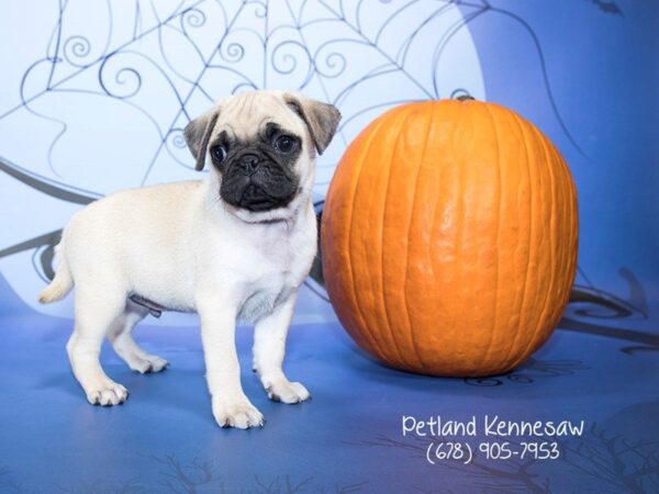 Pug DOG Male Fawn 21191 Petland Mall of Georgia