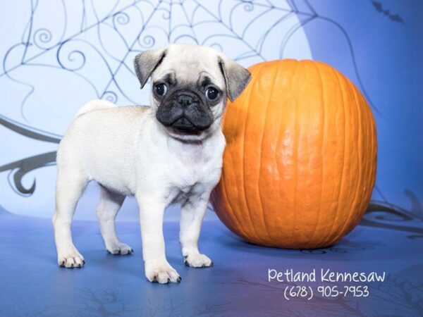 Pug DOG Female Fawn 21190 Petland Mall of Georgia