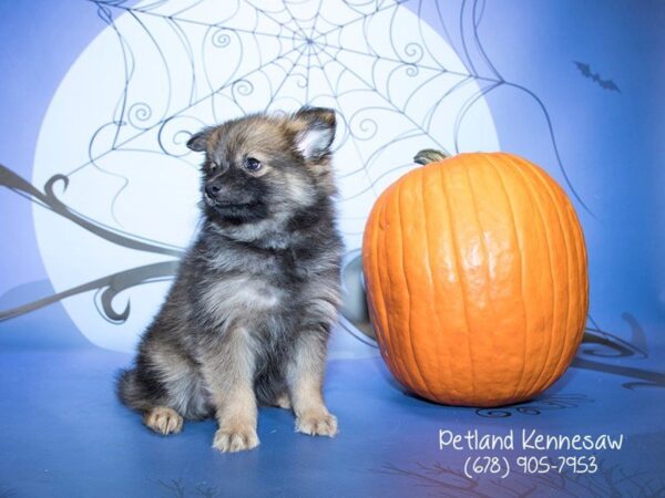 Pomsky-DOG-Female-WLF SBL-21175-Petland Mall of Georgia