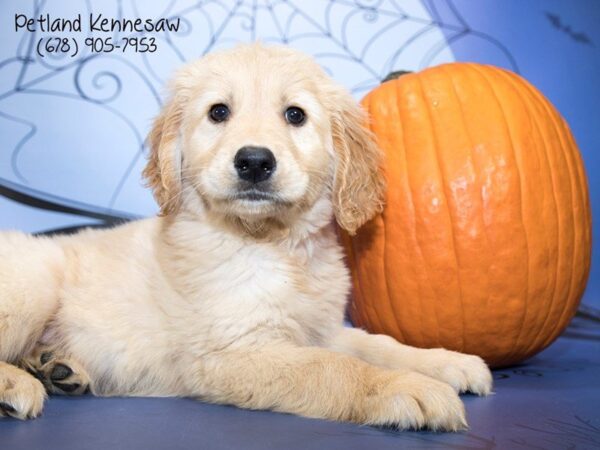 Golden Retriever DOG Male GLDN 21173 Petland Mall of Georgia