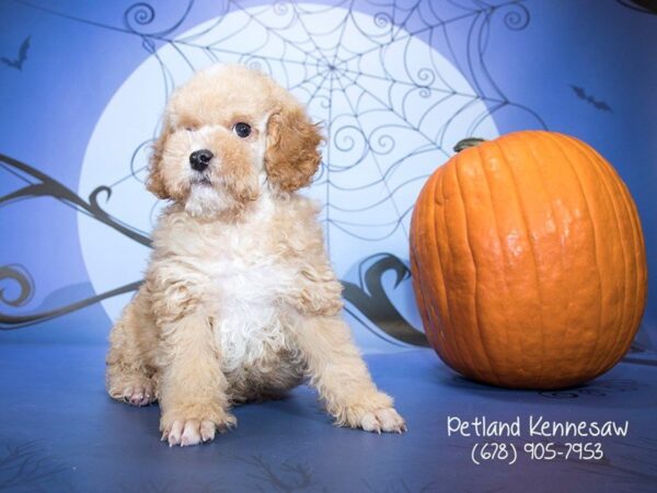 Poodle DOG Male APCT 21167 Petland Mall of Georgia