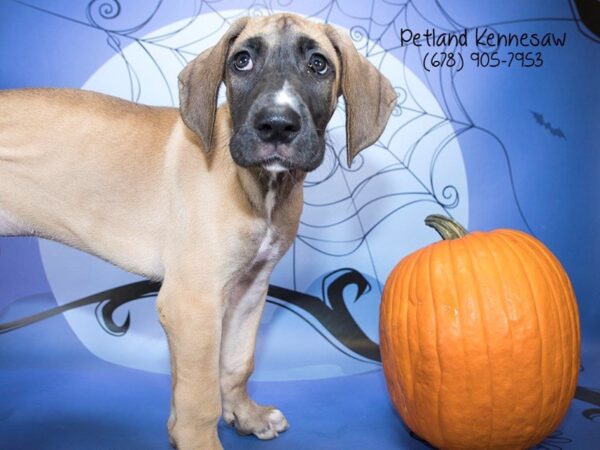 Great Dane DOG Female Fawn 21195 Petland Mall of Georgia