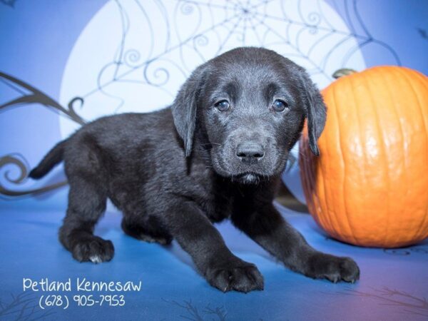 Labrador Retriever DOG Female Black 21179 Petland Mall of Georgia