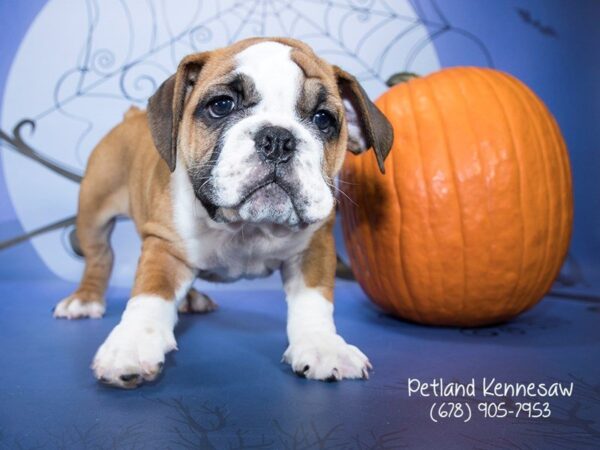 English Bulldog-DOG-Male-RD & WH-21170-Petland Mall of Georgia