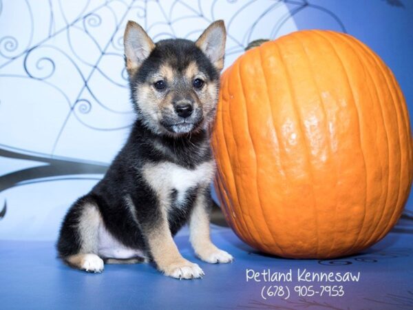 Shiba Inu DOG Male BLK & TN 21168 Petland Mall of Georgia