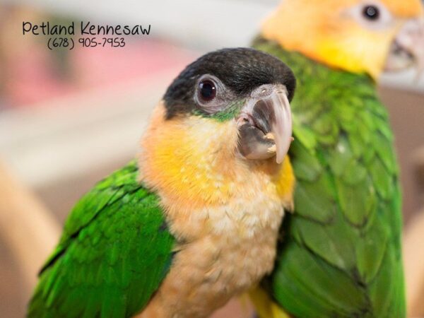 Blackhead Caique BIRD Male Green 21070 Petland Mall of Georgia