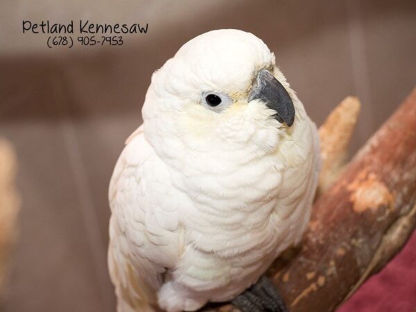 Lesser x Bare-Eye Cockatoo-BIRD-Female-White-21082-Petland Mall of Georgia