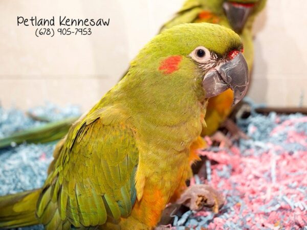 Red Fronted Macaw-BIRD-Female-Green-21076-Petland Mall of Georgia