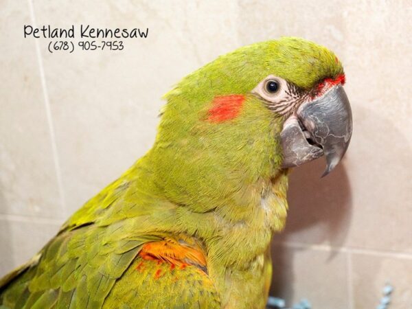 Red Fronted Macaw-BIRD-Male-Green-21075-Petland Mall of Georgia