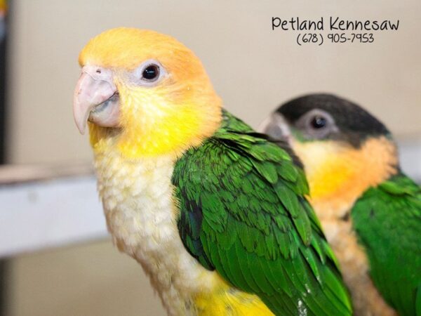 White Belly Caique-BIRD-Female-Green-21069-Petland Mall of Georgia