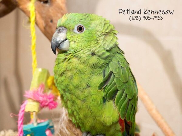 Yellow Naped Amazon BIRD Male Green 21083 Petland Mall of Georgia