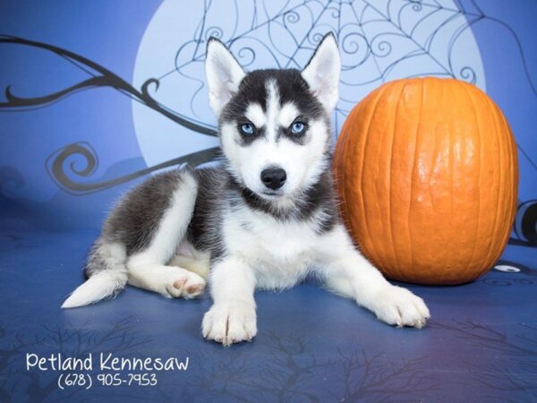 Siberian Husky DOG Female Black and White 21226 Petland Mall of Georgia