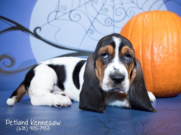 Basset Hound-DOG-Male-Tri-21221-Petland Mall of Georgia