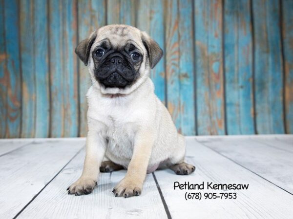 Pug-DOG-Male-Fawn-21268-Petland Mall of Georgia