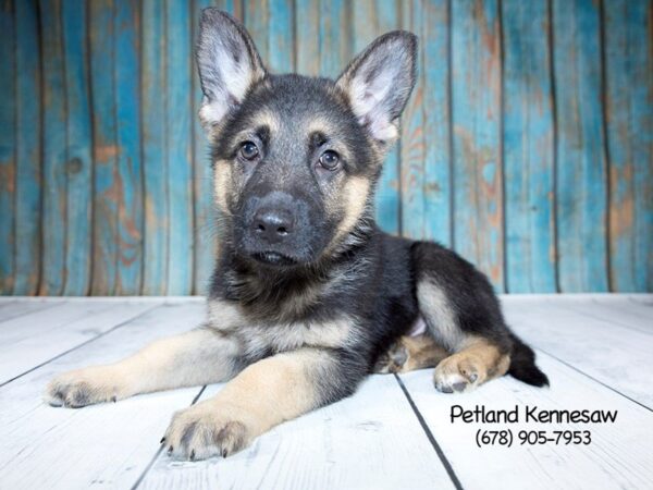 German Shepherd DOG Male Blk & Tan 21265 Petland Mall of Georgia