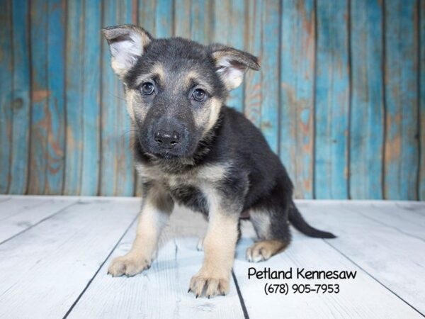 German Shepherd DOG Female Blk & Tan 21263 Petland Mall of Georgia