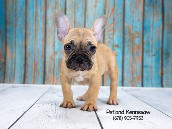 French Bulldog DOG Male FN:BLK MSK 21258 Petland Mall of Georgia