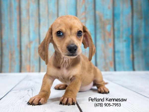 Dachshund-DOG-Male-RD:DPL-21254-Petland Mall of Georgia