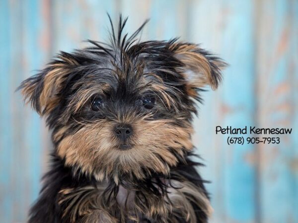 Yorkshire Terrier-DOG-Female-Black / Gold-21250-Petland Mall of Georgia