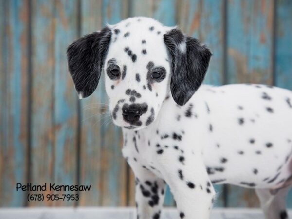 Dalmatian DOG Male wh & blk 21247 Petland Mall of Georgia