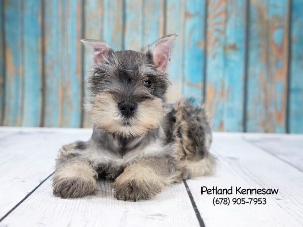 Miniature Schnauzer-DOG-Male-Salt / Pepper-21246-Petland Mall of Georgia