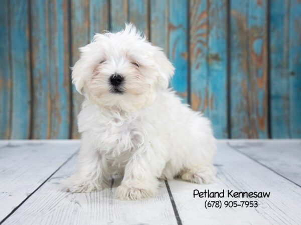 Maltese-DOG-Male-White-21245-Petland Mall of Georgia