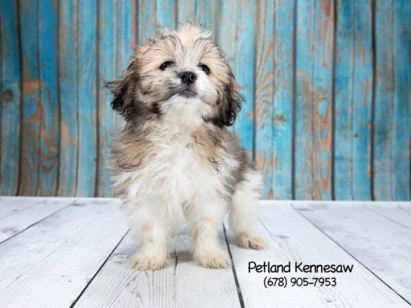 Shih Tzu/Pomeranian-DOG-Male-White / Gold-21241-Petland Mall of Georgia