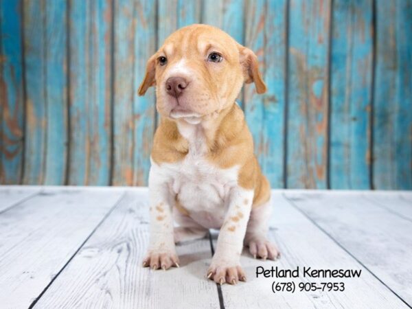 Mini Walrus-DOG-Female-Fawn / White-21238-Petland Mall of Georgia