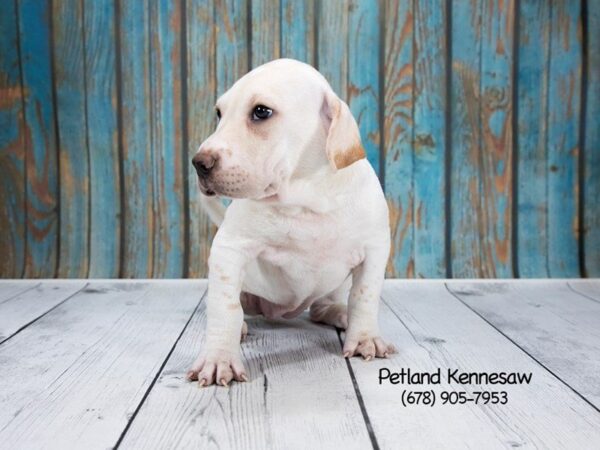 Mini Walrus-DOG-Female-White / Cream-21237-Petland Mall of Georgia