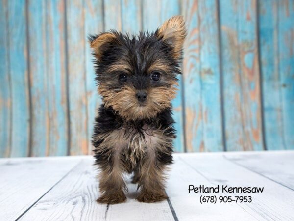 Yorkshire Terrier DOG Female BLK & TN 21256 Petland Mall of Georgia