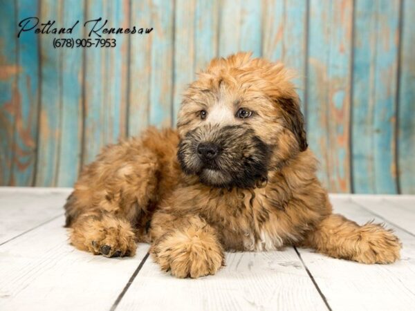 Soft Coated Wheaten Terrier DOG Female Wheaten 21285 Petland Mall of Georgia