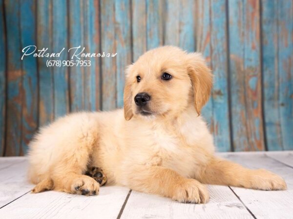 Golden Retriever DOG Male Golden 21279 Petland Mall of Georgia