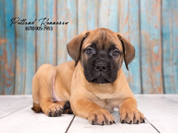 Bull Mastiff-DOG-Female-Red Fawn-21276-Petland Mall of Georgia