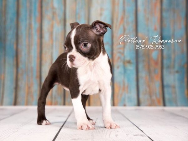 Boston Terrier DOG Female Seal / White 21275 Petland Mall of Georgia