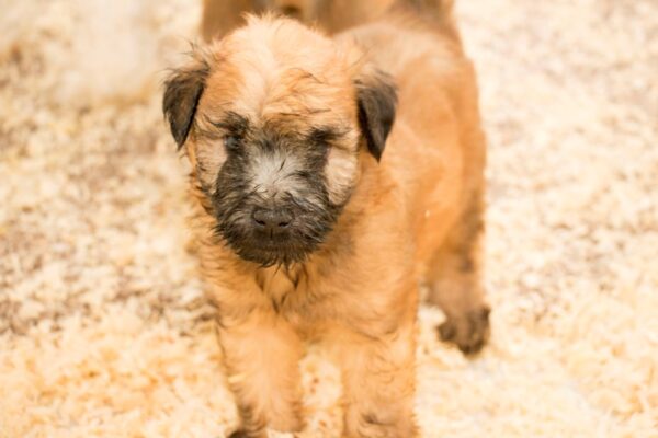 Petland Mall of Georgia puppy breeders-A IMG_3337-DOG---BRI17AIMG_3337JPG-Petland Mall of Georgia