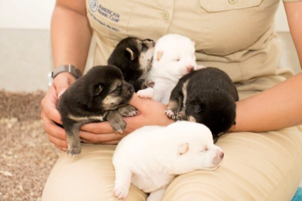 Petland Mall of Georgia puppy breeders-A IMG_3361-DOG---BRI17AIMG_3361JPG-Petland Mall of Georgia