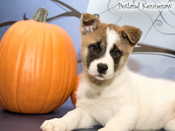 Akita-DOG---AKITAAKITA2JPG-Petland Mall of Georgia